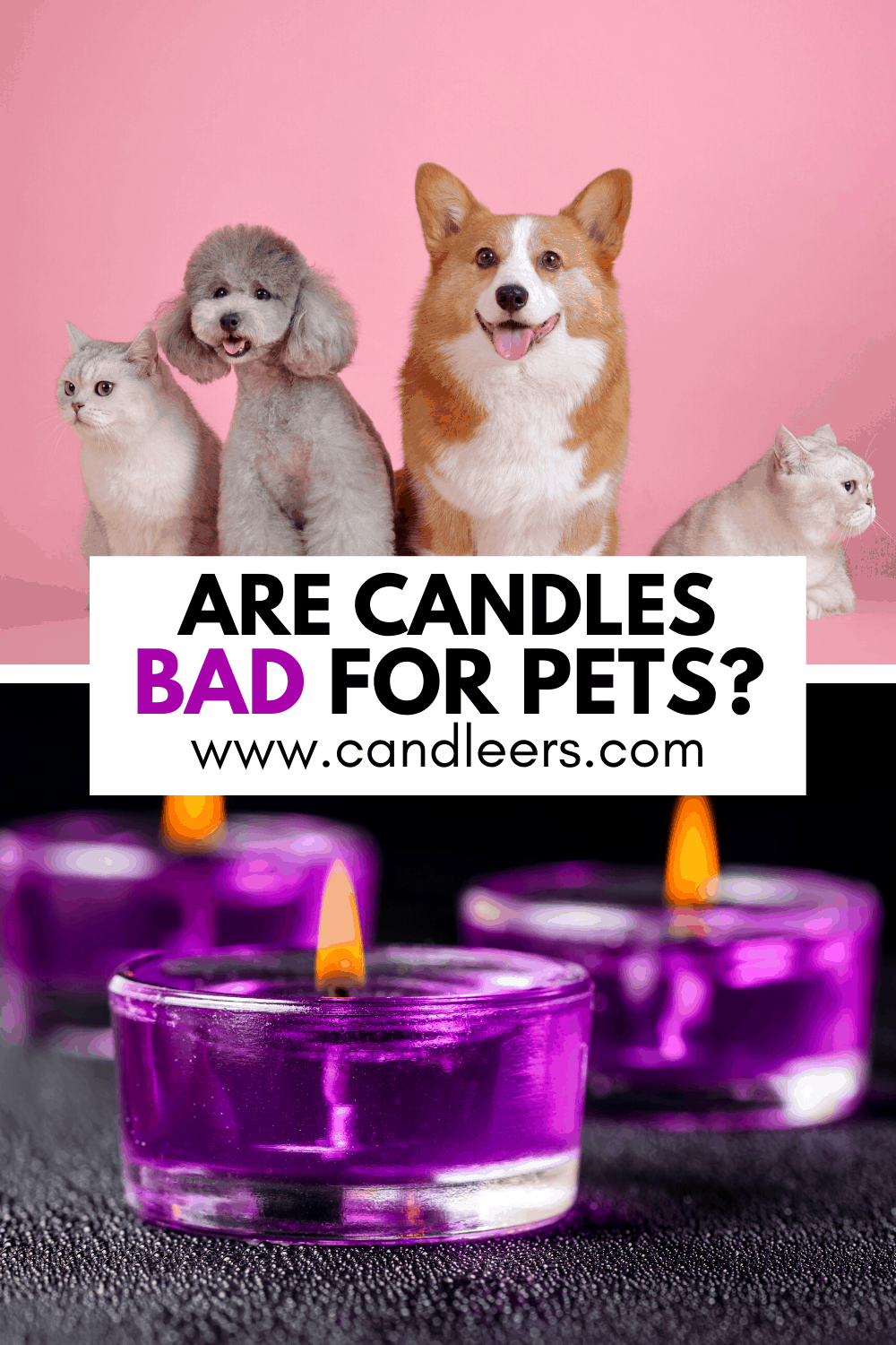Are Candles Bad For Pets? Candleers