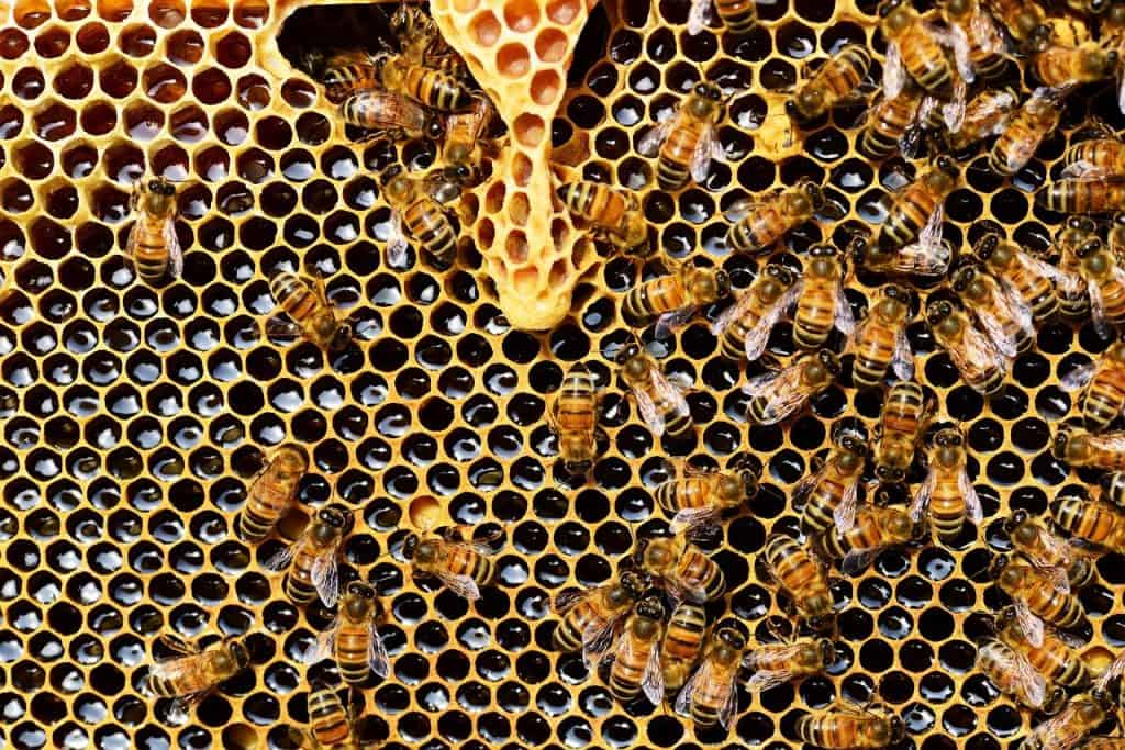 Beehive the source of carbon neutral beeswax