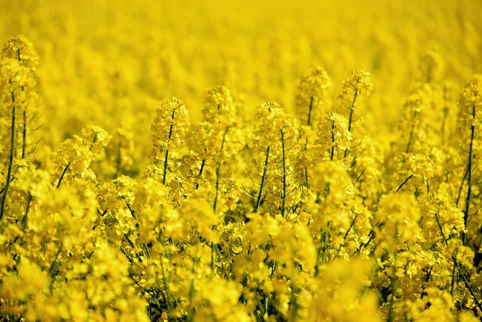 Rapeseed plant used for rapeseed wax