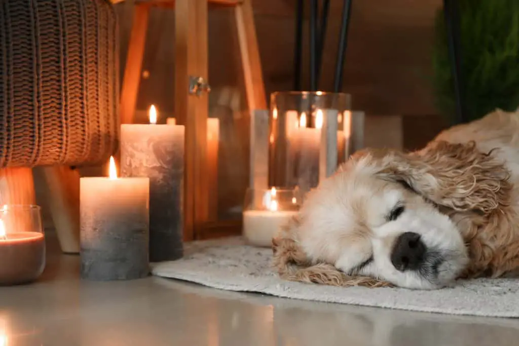 dog sleeping with candles