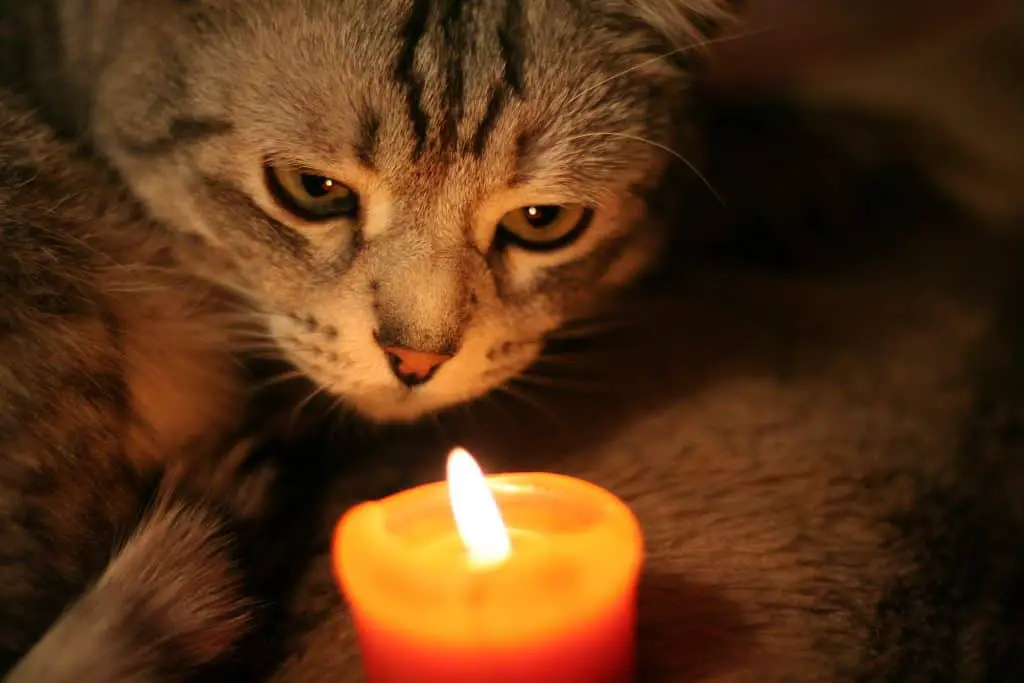 cat and candle safety