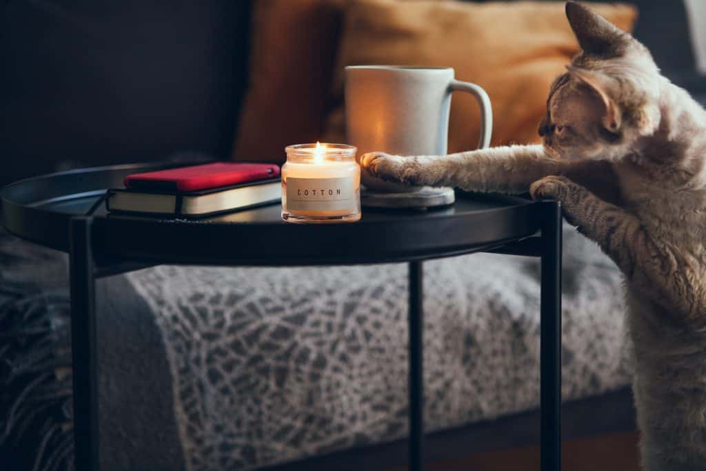 cat reaching for a candle