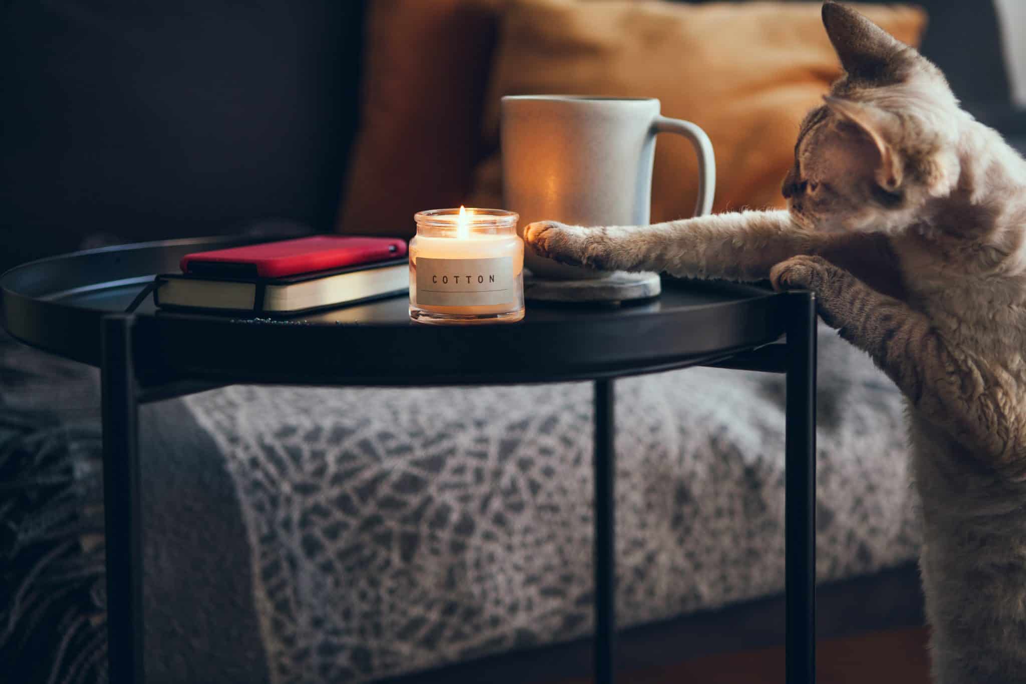 Are Candles Bad For Pets? Candleers