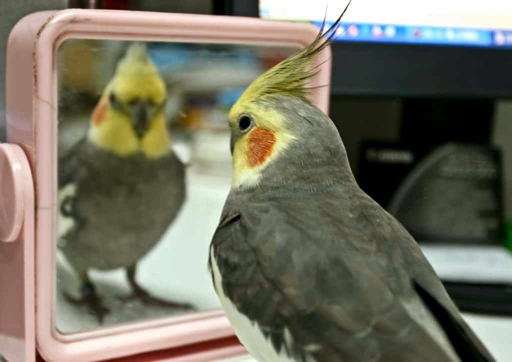 candles are dangerous for birds