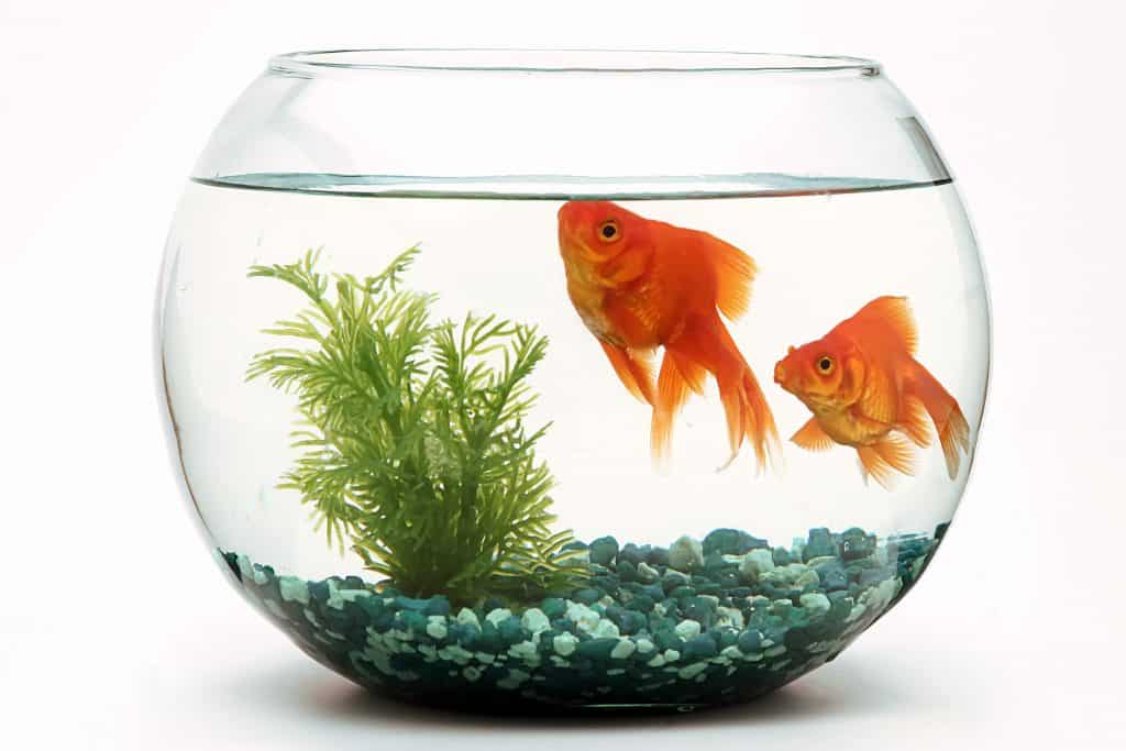 scented candles are dangerous for fish