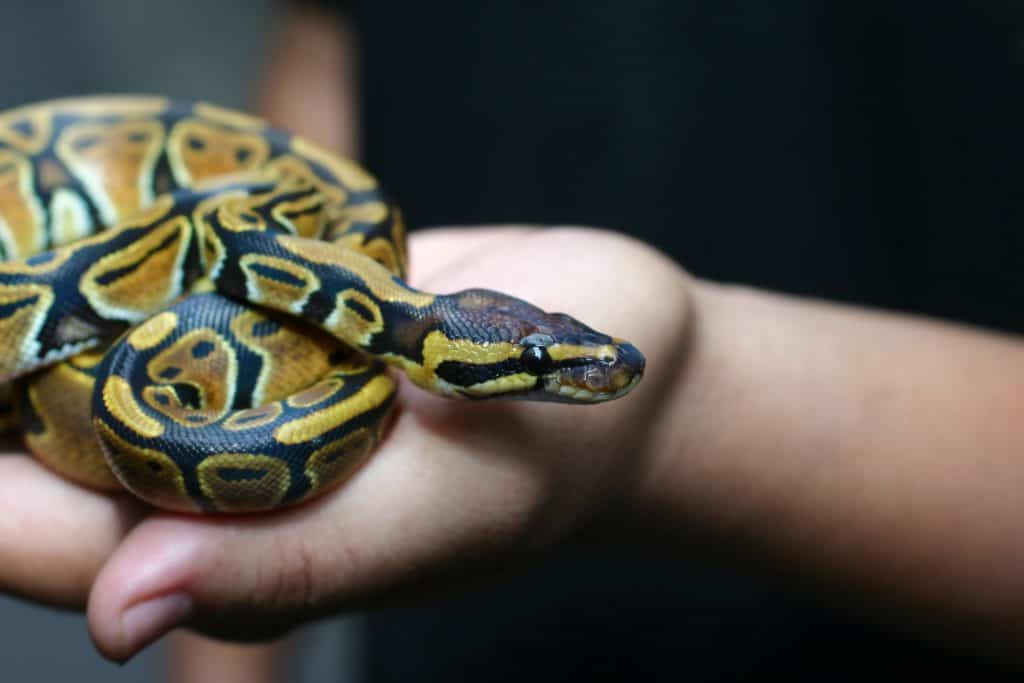 candles are dangerous for snakes