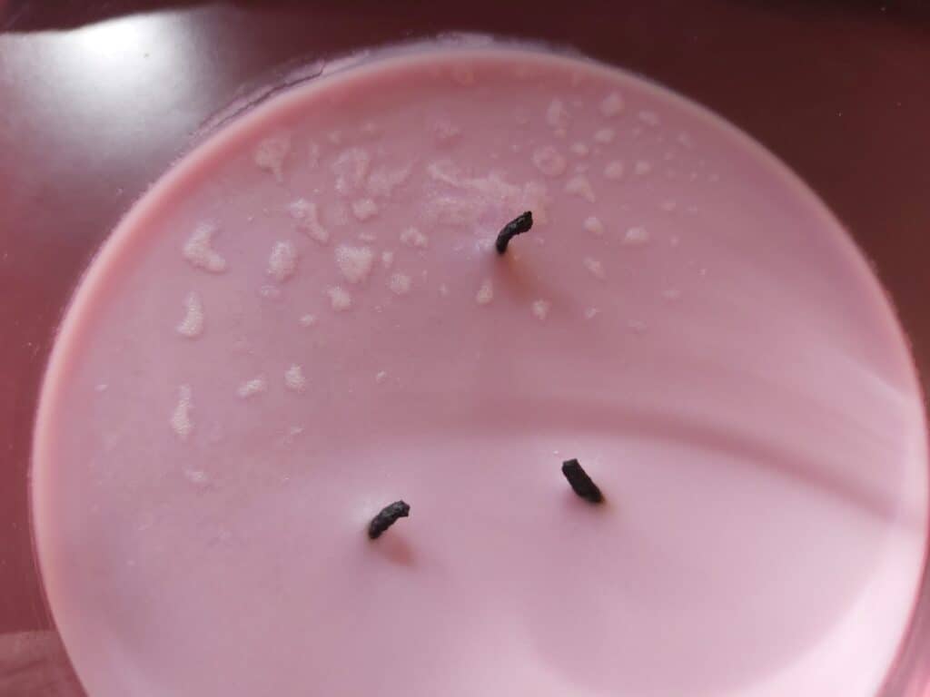 soy wax frosting