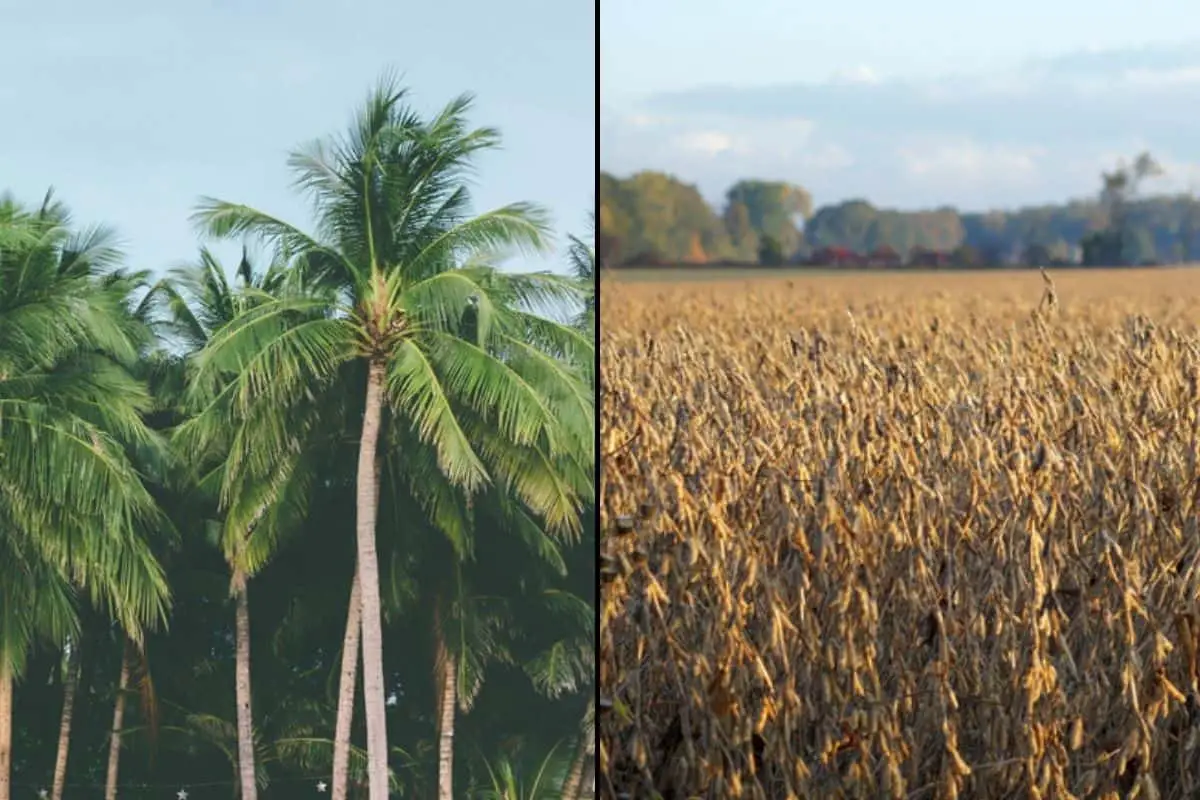 Coconut Wax vs Soy Wax (Everything You Need To Know) Candleers